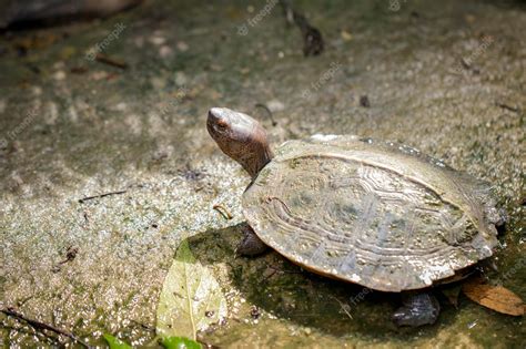 山龜|巨型山龜 Giant Asian Pond turtle